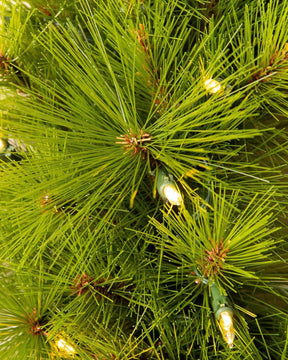 Árvore De Natal Com Micro LED Embutida
